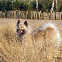 Urmel im Gras
