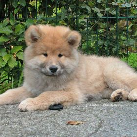 Balu (10.Woche)