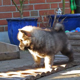 Ivan mit 6 Wochen