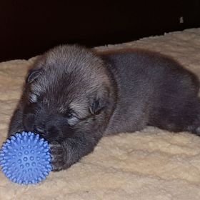 Ivan mit Prickelball