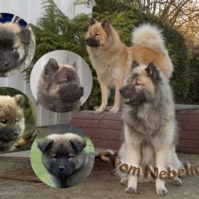 C-Wurf Collage