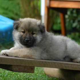 Deimos (6. Woche)