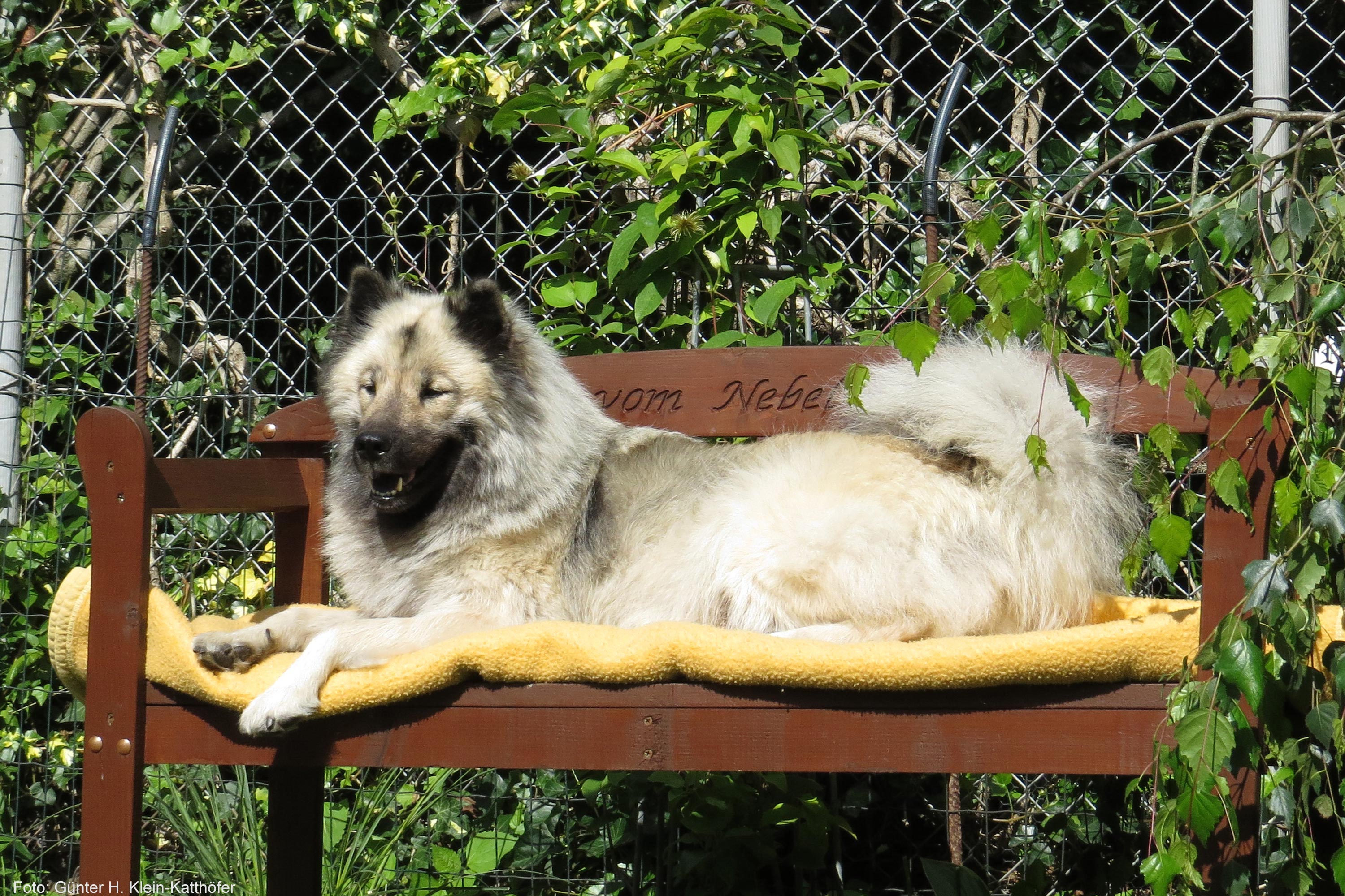 Rüde